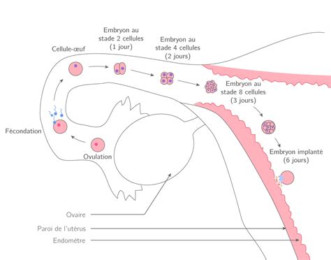 Reproduction Et Sexualité 4e Cours Svt Kartable