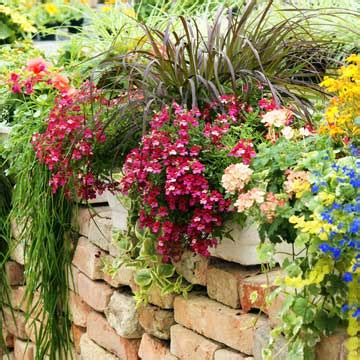 Plantas De Exterior Con Flor Para Dar Vida A Tu Jard N O Terraza Foto