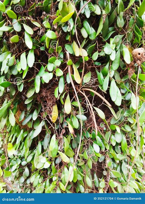 Leather-leaf Fern or Pyrrosia Eleagnifolia is a Plant that Lives on