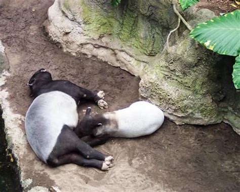 12 Animals With the Longest Gestation Period | Animals, Gestation period, Tapir