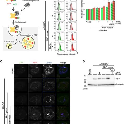 M Induces Lysosomal Degradation Of Extracellular Misfolded Proteins