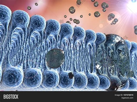 Cell Membrane Lipid Image And Photo Free Trial Bigstock