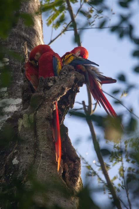 Newest addition to the family in Punta Leona, Costa Rica - The Macaw Society