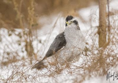 Birds Of Prey Mike Lentz Nature Photography