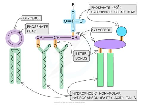 Edexcel A SNAB A Level Biology 复习笔记2 1 4 Cell Membranes 翰林国际教育