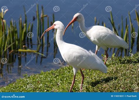 Florida White Ibis Birds stock image. Image of florida - 11831831