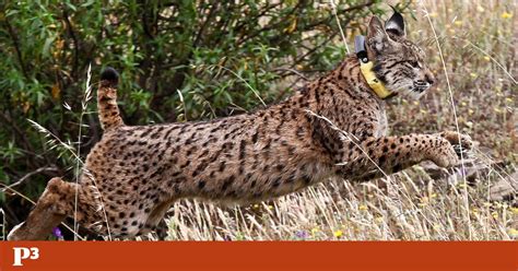 Lince Ibérico Pode Deixar De Ser Espécie Ameaçada Dentro De Décadas