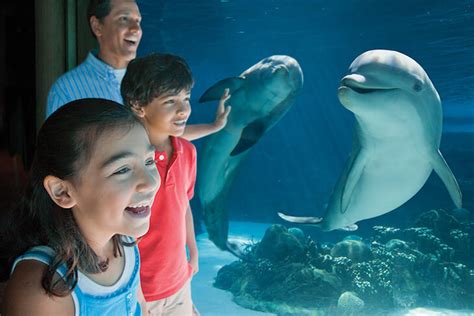 SeaWorld Orlando Single Day Weekday Ticket | Undercover Tourist