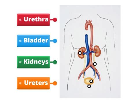 Excretory System Labelled Diagram