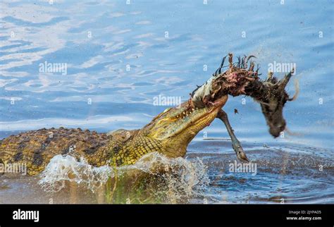 El Cocodrilo Del Nilo Crocodylus Niloticus Est Comiendo El Us En El