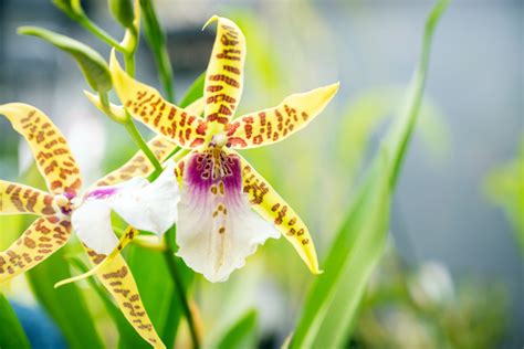 Sunlive Get Hooked On Orchids At Annual Show The Bays News First