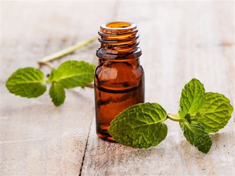 Surprising Benefits Of Spearmint Essential Oil Organic Facts