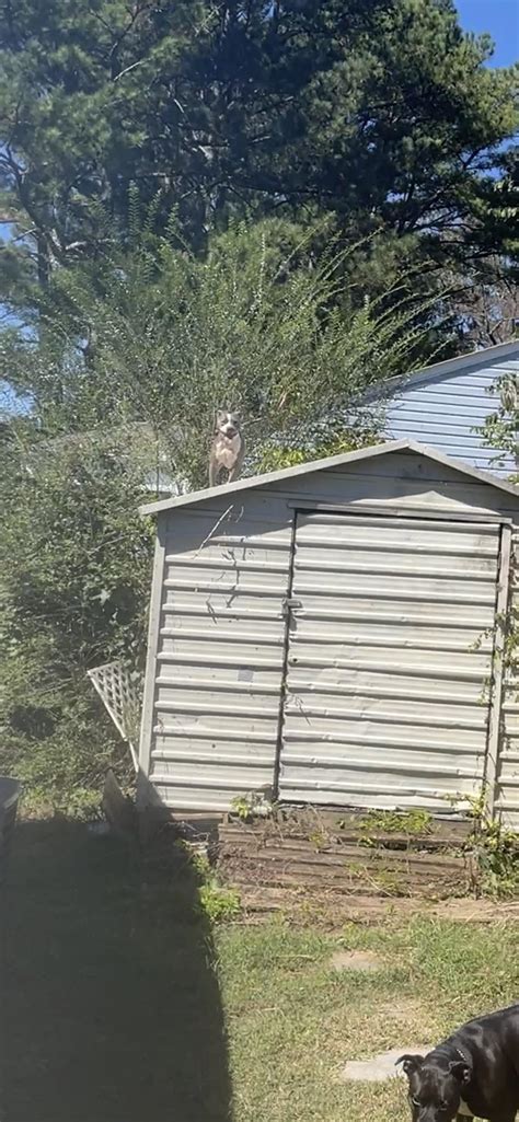 Woke up to find this, yesterday morning. Not my dog, btw. He’s a total