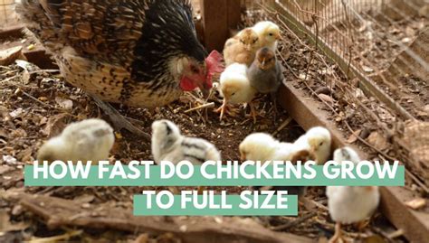 How Fast Do Chickens Grow To Full Size Eco Peanut