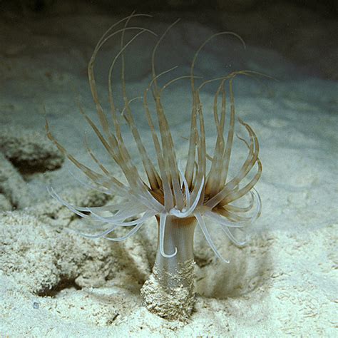 Tube Dwelling Anemone CreationWiki The Encyclopedia Of Creation Science