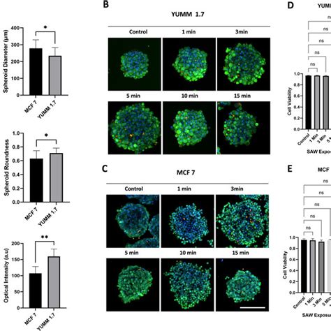 A The Morphological Characterization Of MCF 7 And YUMM 1 7 Spheroids