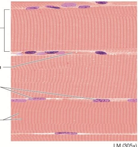 Histology Connective Tissue Muscle Tissue Flashcards Quizlet