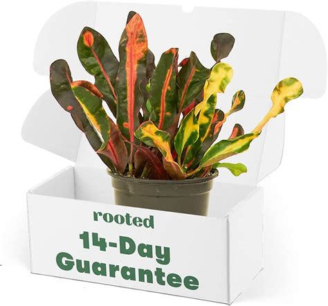 Amazon Colorful Croton 3 5 Pot Easy To Grow House Plant