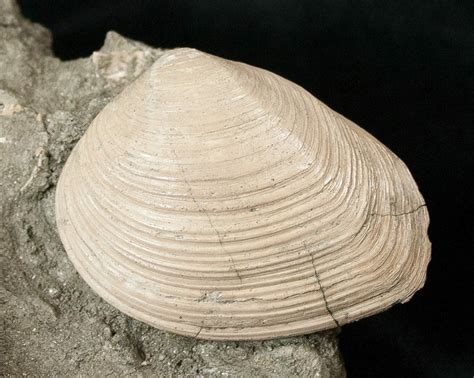 Cretaceous Gastropod And Clam Fossils - Coon Creek Formation (#17048) For Sale - FossilEra.com