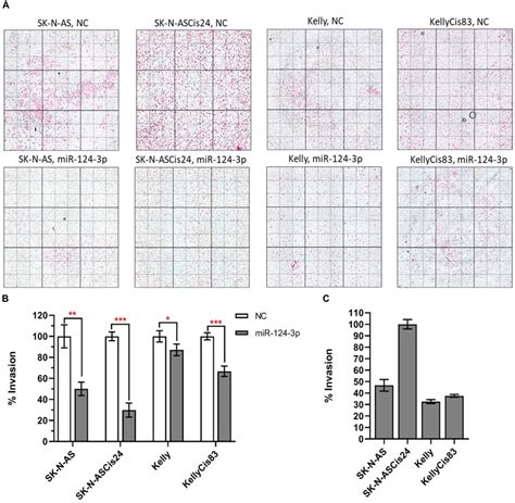 Frontiers A Context Dependent Role For Mir P On Cell Phenotype