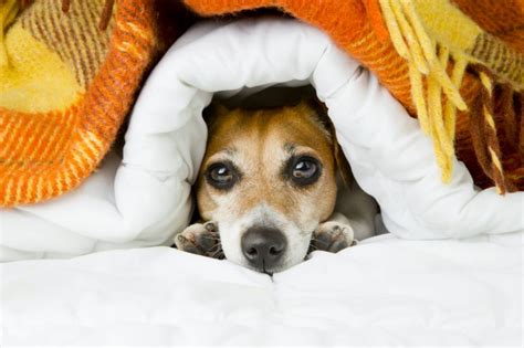 The 5 Best Insulated Kennel Covers