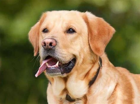 Pueden Los Perros Comer Lechuga Aqu Est Todo Lo Que Necesita Saber