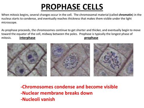 Interphase Animal Cell Microscope Whitefish Interphase Under