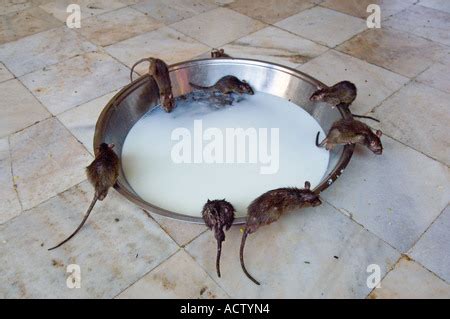 Las Ratas Beber Leche En El Interior Del Templo De Karni Mata En