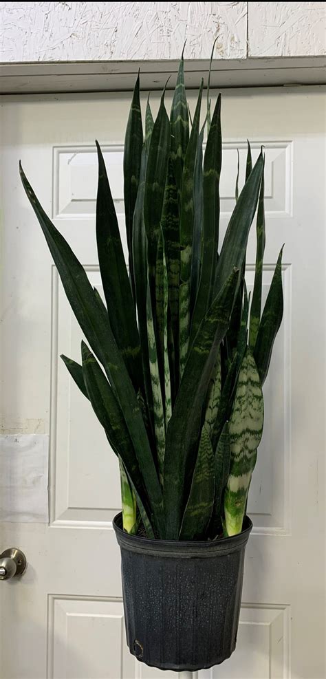 Sansevieria - Black coral