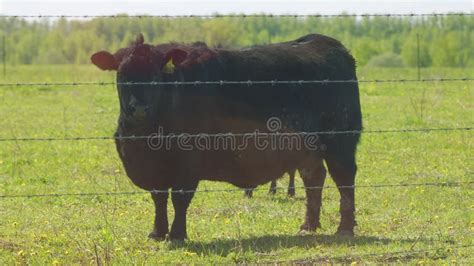 Black Angus Cow Farm Panorama Cows Grazing On Grass In A Field Herd