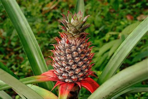 LIVE Florida Special Pineapple Plant Ananas Comosus Live - Etsy