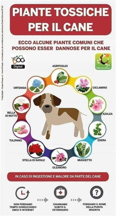 Pin Di Silvia Bonasegale Camnasio Su Infografiche Ricette Per Cani