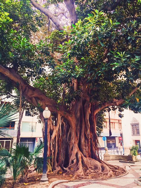 Top 5 Things To Do In Alicante | SerenTripidy