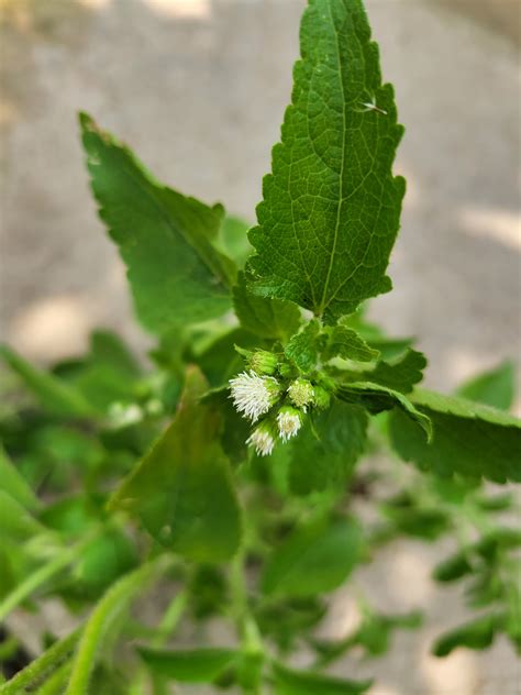 Anise Hyssop Stock Photos, Images and Backgrounds for Free Download