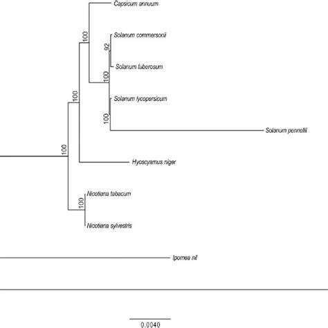 Phylogenetic Tree Of Solanaceae Species Phylogram Of The Best Download Scientific Diagram