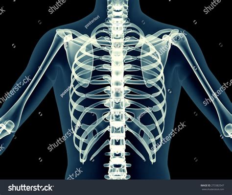 Xray Human Body Man Skeleton Isolated 스톡 일러스트 273382547