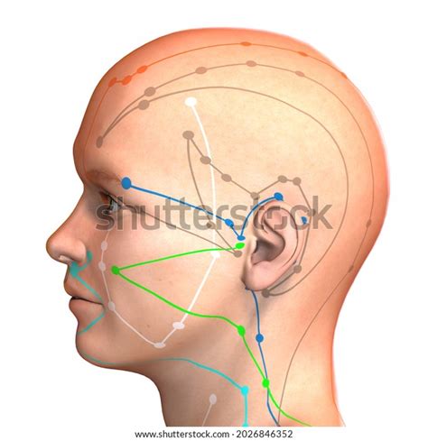 Dillustration Eastern Asian Acupuncture Acupressure Points Stock