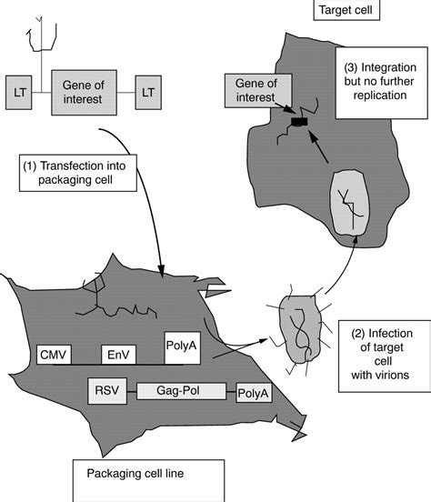 Retroviral Vectors Molecular Pathology