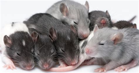 Sound waves can trigger torpor-like state in mice and rats