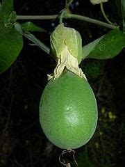 Category:Passiflora caerulea (fruit) - Wikimedia Commons