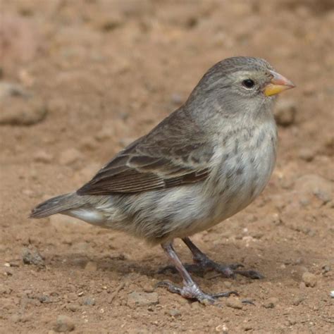 Photo Small Ground Finch Geospiza Fuliginosa Observation Org