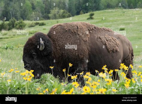 North America United States Montana National Bison Range Wildlife