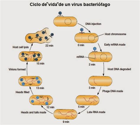 Virus Apuntes De Bioquímica