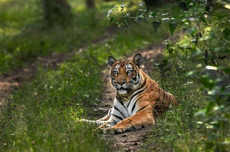 Nagarahole Tiger Reserve Kabini Red Earth