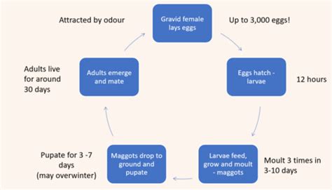 Insects Flies Lice And Fleas Flashcards Quizlet