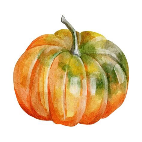 Clipart Vectorial Acuarela De Calabaza Aislada Sobre Fondo Blanco