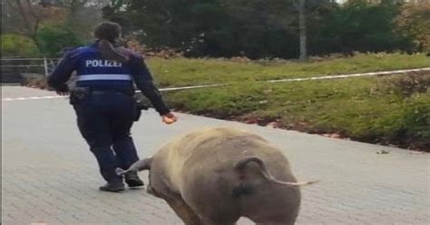 Deidesheim Schweinischer Einsatz F R Polizei Und Feuerwehr Rnf De