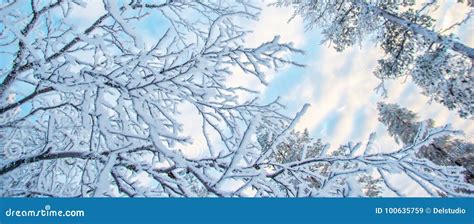 Looking Up At Snowy Branches And Trees Winter Background Stock Image