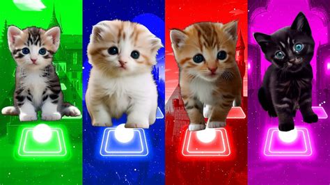 Telis Hop Edm Phonk Rush Cute Cats Vs Captain Cat Vs Spider Cat Vs