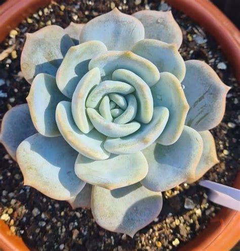 Echeveria Moondust Vivero De Los Reyes